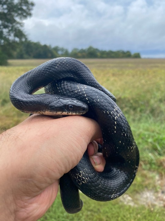 Black Rat Snake